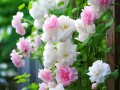 鲜花花语爱人（送爱人鲜花的祝福语）