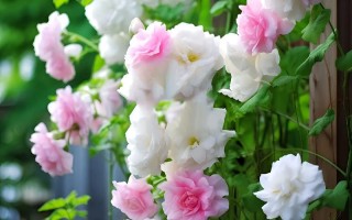 鲜花花语爱人（送爱人鲜花的祝福语）