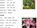 鲜花花语（鲜花花语文案）