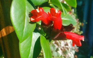 口红花的繁殖方法（口红花的种植方法）