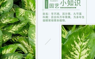 万年青秋季可以换盆吗（万年青秋天怎么养）
