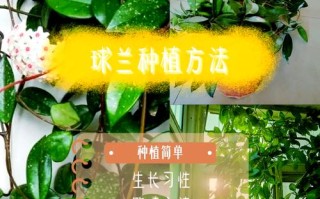 球兰秋天怎么养（球兰秋季可以换盆吗）