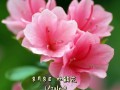 笑脸鲜花花语（笑脸花朵怎么画）