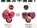 车厘子就是樱桃吗（樱桃是否叫车厘子）