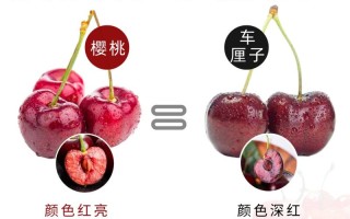 车厘子就是樱桃吗（樱桃是否叫车厘子）