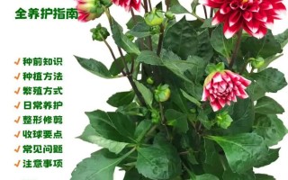 大丽花的种植方法（大丽花的种植方法及养护）