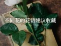 暗恋鲜花花语（适合暗恋的花语）