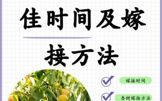 李子树嫁接时间和方法（李子树的嫁接方法和时间）