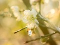 立春送花的讲究（立春送礼好吗）