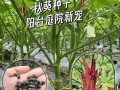 黄秋葵的种植方法（黄秋葵的种植方法和技术）