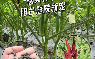 黄秋葵的种植方法（黄秋葵的种植方法和技术）