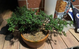 瑞香怎么养殖（瑞香怎么养殖视频）