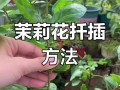 茉莉怎么繁殖（鸳鸯茉莉怎么繁殖）