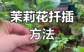 茉莉怎么繁殖（鸳鸯茉莉怎么繁殖）