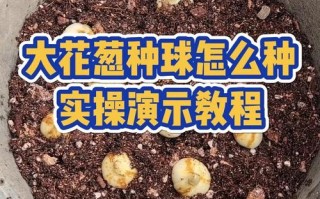 大花葱种子怎么种（大葱花种子怎样种植）
