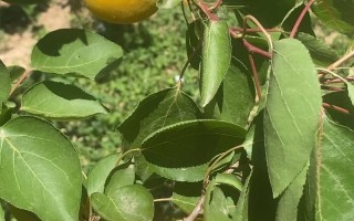 秋天给树“嫁个接”（秋季嫁接果树的最佳时间几月份）
