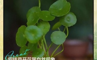 铜钱草的繁殖方法（铜钱草花怎么繁殖）