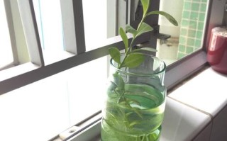这花一根枝就活（一根一根的花叫什么）