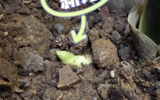 怎样促使虎皮兰冒新芽（如何使虎皮兰冒芽）