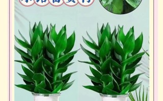富贵竹怎么水养才旺盛（富贵竹怎么水养才旺盛视频）