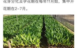 槟榔树的种植方法（槟榔树的种植方法和管理技术）