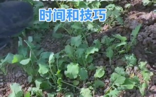 油菜种子怎么种（油菜种子怎么吃）