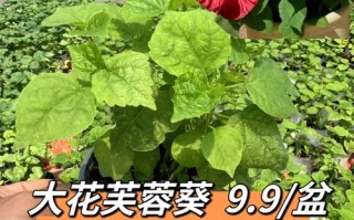 芙蓉葵播种有妙招（芙蓉葵播种有妙招吗）