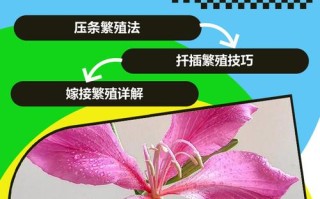 紫金花怎么繁殖（紫金花怎样种植）
