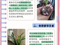 墨兰种子怎么种（墨兰的种子要多久成熟）