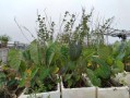 天竺葵适合屋顶花园养么（天竺葵能在院子里养吗）