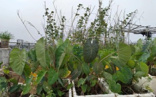 天竺葵适合屋顶花园养么（天竺葵能在院子里养吗）