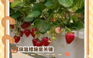 冬季草莓的种植方法（冬季草莓种植技术）