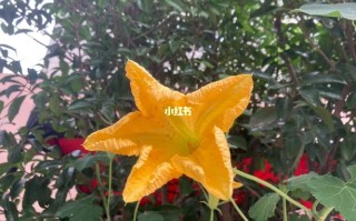 南瓜鲜花花语（南瓜花语录）