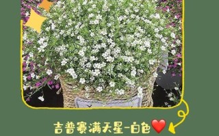 吉普赛满天星怎么种植（吉普赛满天星种植时间和方法）