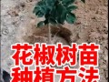 花椒怎么种植（花椒怎么种植的）