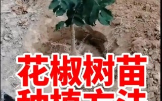 花椒怎么种植（花椒怎么种植的）