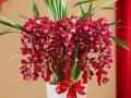 新年鲜花花语（新年鲜花花语是什么）