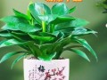 金钻净化效果如同“吸尘器”（金钻是啥）