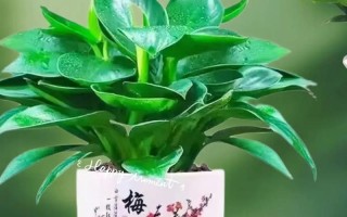 金钻净化效果如同“吸尘器”（金钻是啥）