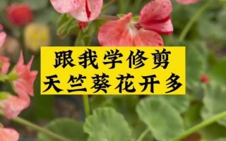 天竺葵怎么修剪（直立天竺葵怎么修剪）
