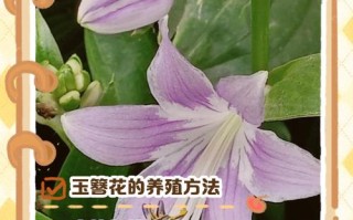 玉簪花怎么分株（玉簪花怎么分株好看）