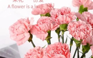 鲜花花语和枝数的区别在哪（鲜花支数寓意）