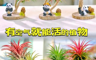 如何使铁兰在圣诞开花（铁兰的生长过程）