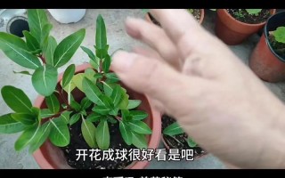 四季梅扦插的注意事项（四季梅 扦插）