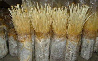 金针菇种植方法（金针菇种植方法技术教学）