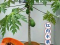 木瓜树种植方法（木瓜树种植方法图解）