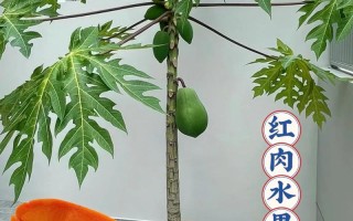 木瓜树种植方法（木瓜树种植方法图解）