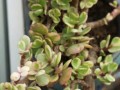 奥斯汀玫瑰鲜花花语（奥斯汀玫瑰花图片）