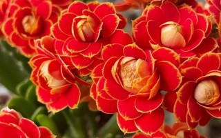 鲜花花语健康（寓意身体健康的鲜花）