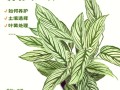 孔雀竹芋怎样换土（孔雀竹芋怎样换土视频）